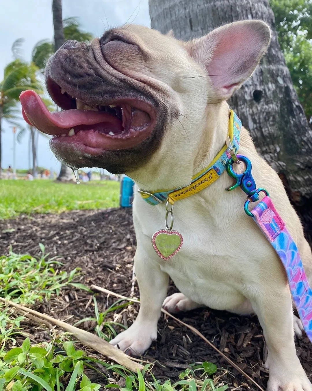 Frenchiestore Breakaway Dog Collar | California Dreamin'