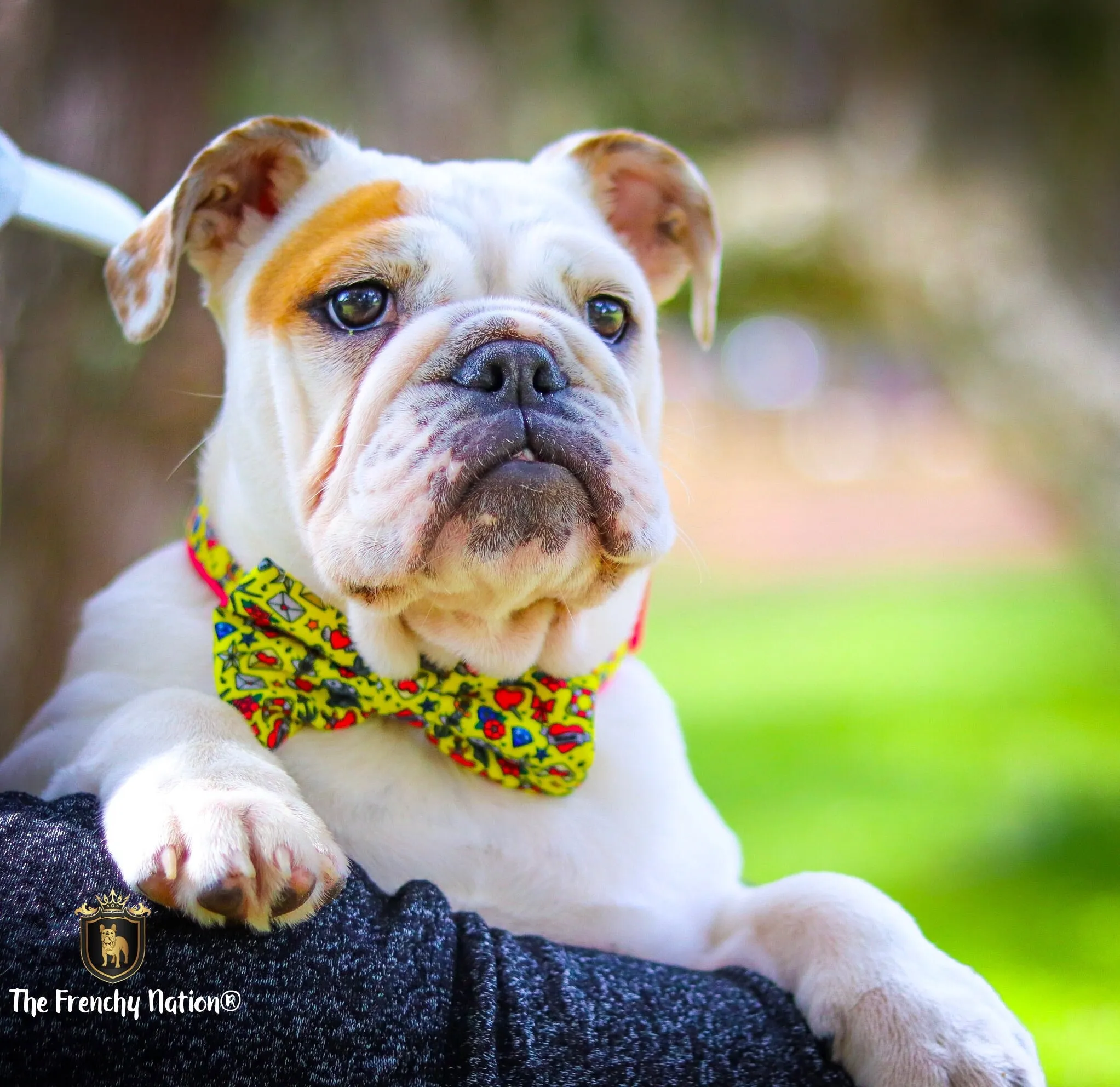 “Queen of Hearts "  Collar & Bow Tie ✨Bulldog Collection ✨